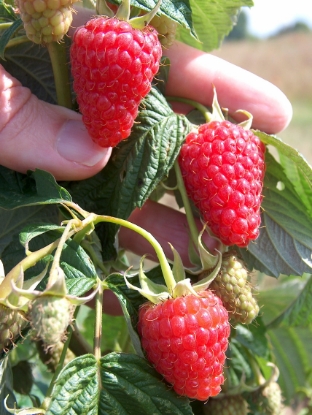 Picture of Raspberry Canes - Autumn Treasure - November 2025 Delivery
